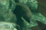 Moray Eel