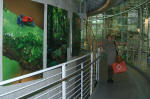 Rainforest images