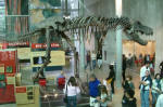 Dinosaur