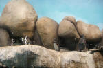African Penguins