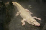 Albino American Alligator