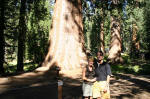 Columbia Tree