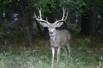 Friendly Buck