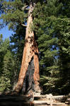 Grizzly Giant