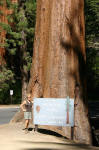 Mariposa Grove