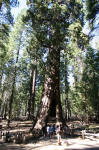 California Tunnel Tree
