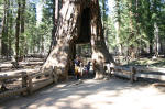 California Tunnel Tree
