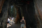 California Tunnel Tree
