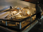 Whale Skeleton