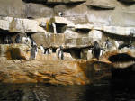 Penguins