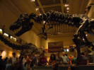 Tyranosaurus Rex