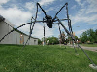 Spider