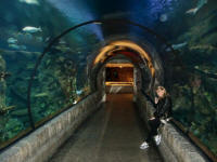 Shark Tunnel