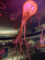 Jellyfish