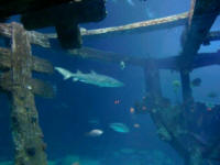 Shipwreck Reef