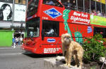 Sightseeing Dog