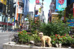 Genuine New York Dog