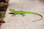 Iguana at the Ritz