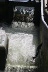 Fish Ladder