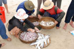 Sorting the Catch