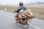 Water Buffalo on Motorbike