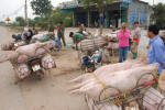Pig Transport