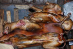 Stack of Roasted Dogs