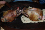 Roasted Dog Heads