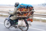 Mobile Chickens