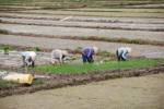 Planting Rice