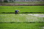 Green Work