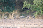 Guineafowl