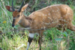 Bushbuck