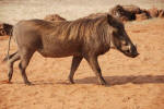 Warthog
