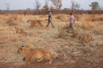 Walking With The Lions