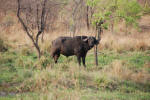 Cape Buffalo
