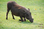 Warthog